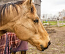 horse ranch